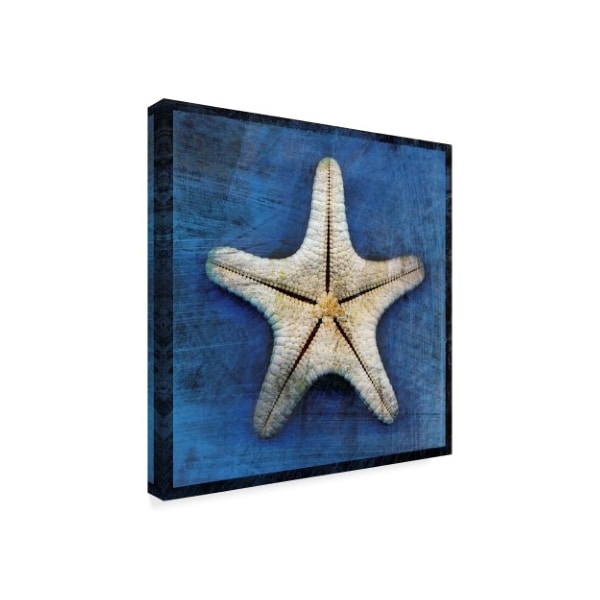 John W. Golden 'Armored Starfish Underside' Canvas Art,14x14